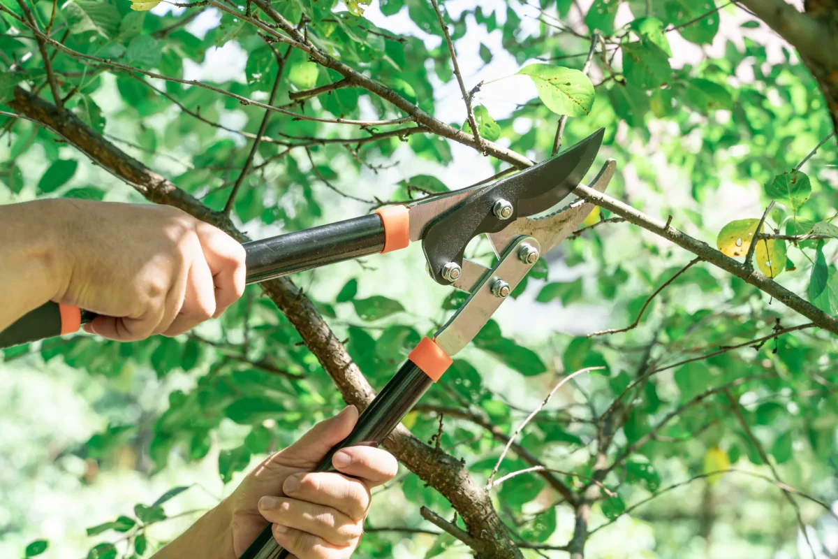 Tree Pruning 14-5