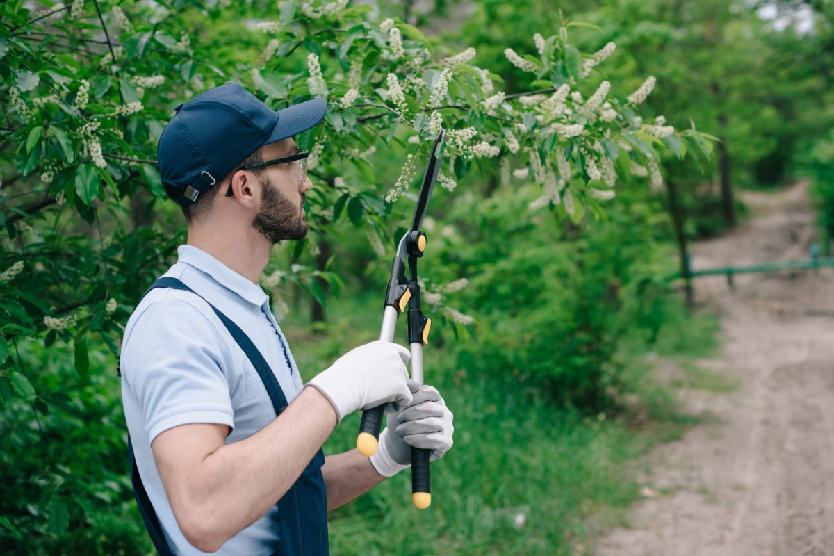 gardener-in-overalls-cap-and-gloves-pruning-trees-2026-01-06-00-36-59-utc (1)