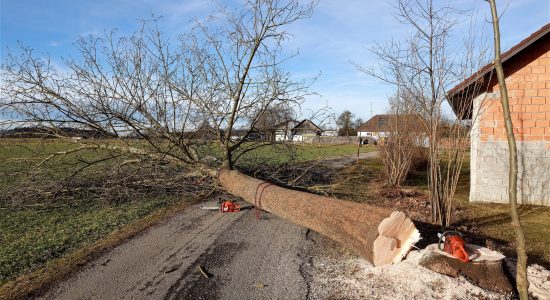 tree-4815926